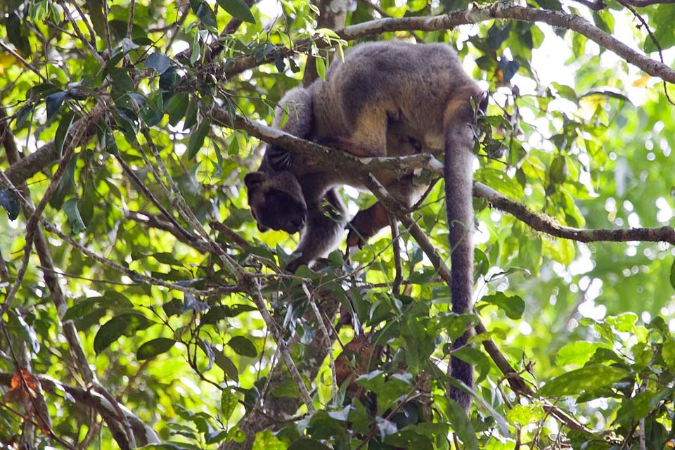 Lumholtz's Tree-kangaroo [Bushpea 2/3] Large